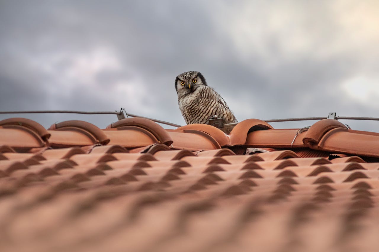 A Northern Hawk-Owl sits observantly on a rooftop, under a cloudy sky.