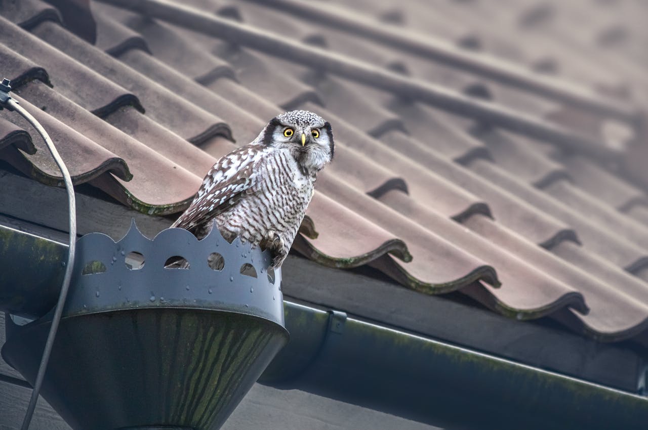 A close-up shot of a Northern Hawk-Owl perched on a rooftop corner during the day.